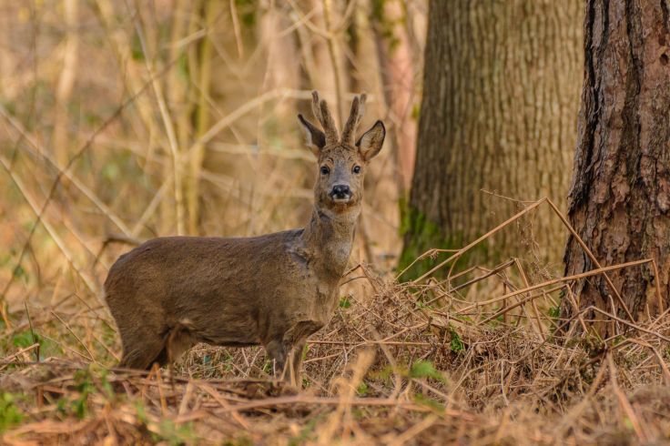 20180217-20180217-KML_8867