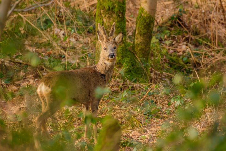 20180217-20180217-KML_8924