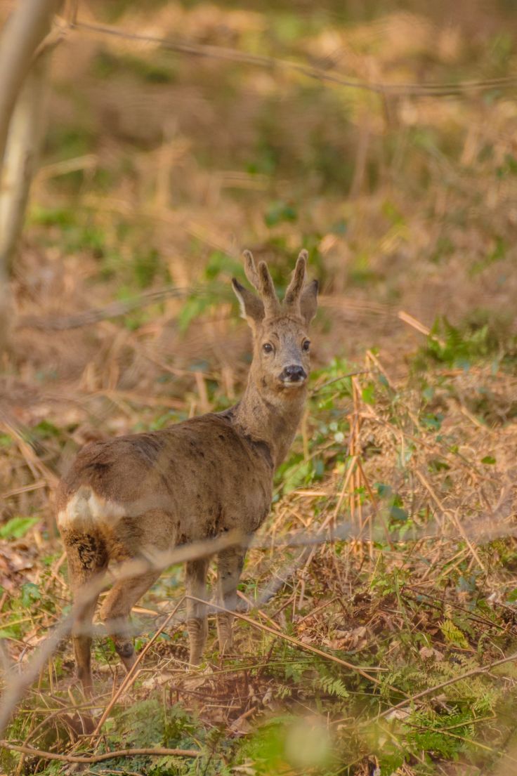 20180217-20180217-KML_8941