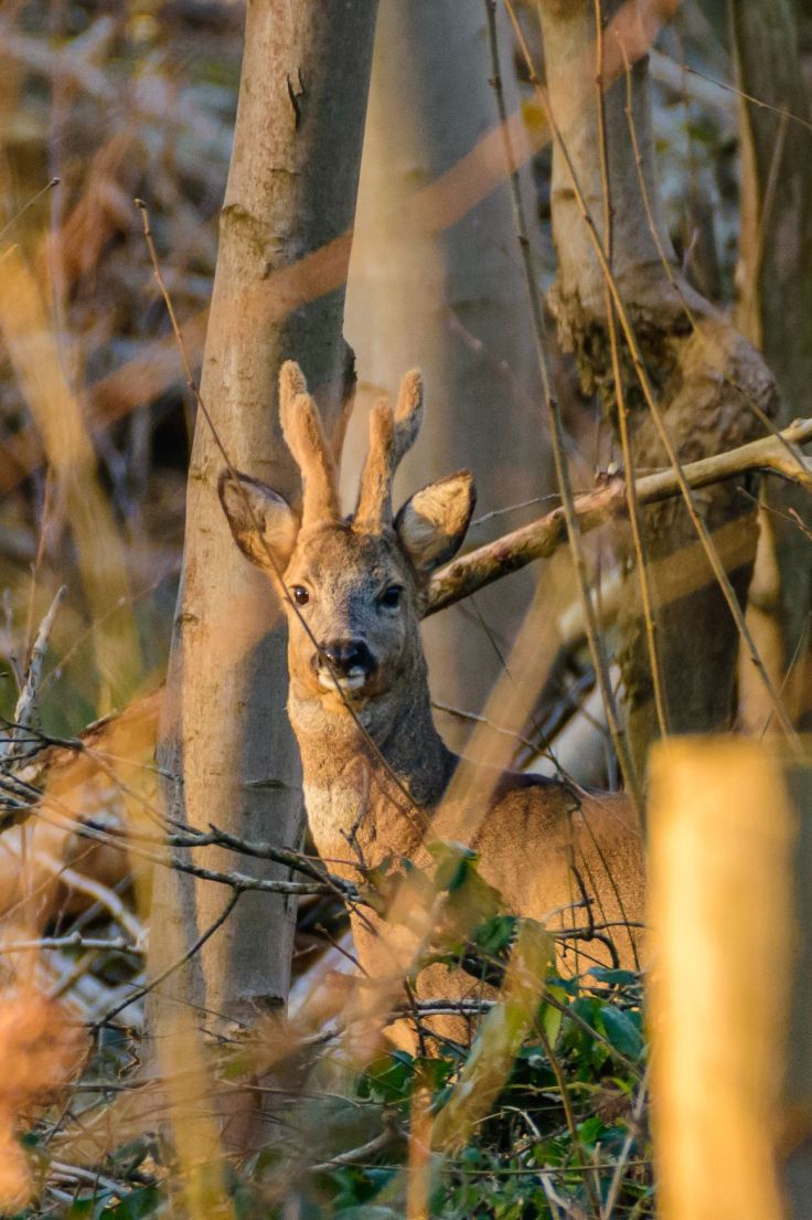 20180217-20180217-KML_9326