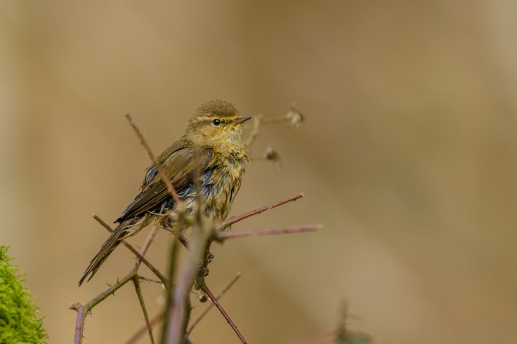 20180325-20180325-KML_7110