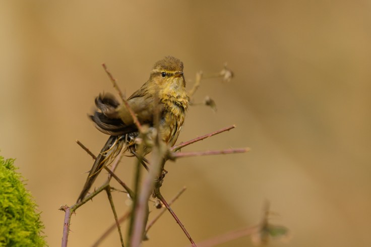 20180325-20180325-KML_7146