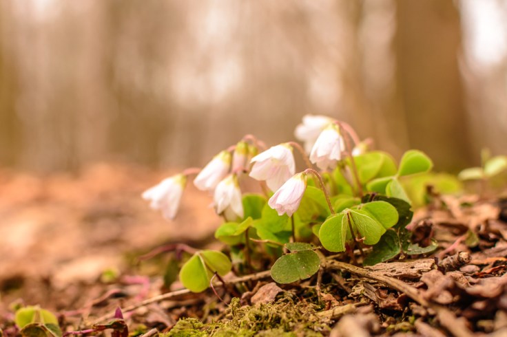 20180329-20180329-KML_7754