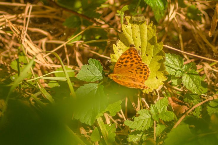 20180703-20180703-KML_2552