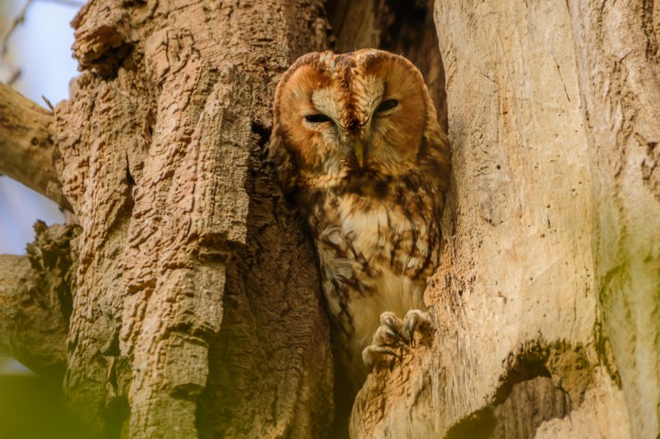 20181109-20181109-KML_5361