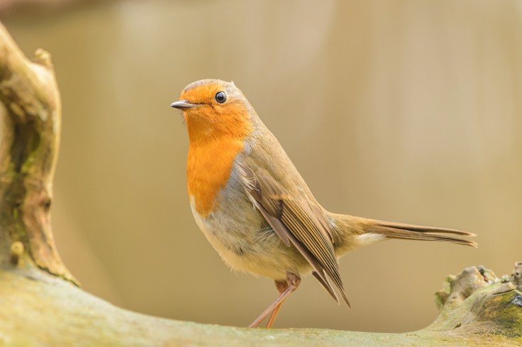 20200229-20200229-_KML2693 1000