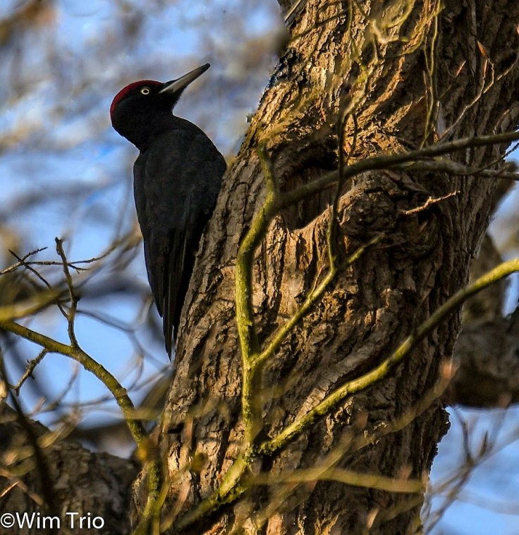 90783131_1533957296767256_8561038919615905792_o